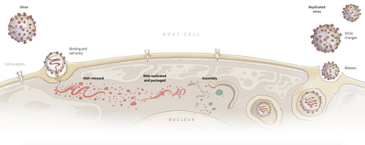 Virus science explainer
